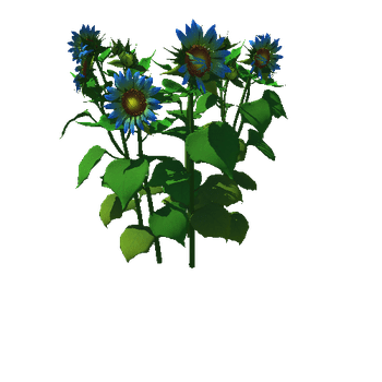Flower_helianthus annuus03